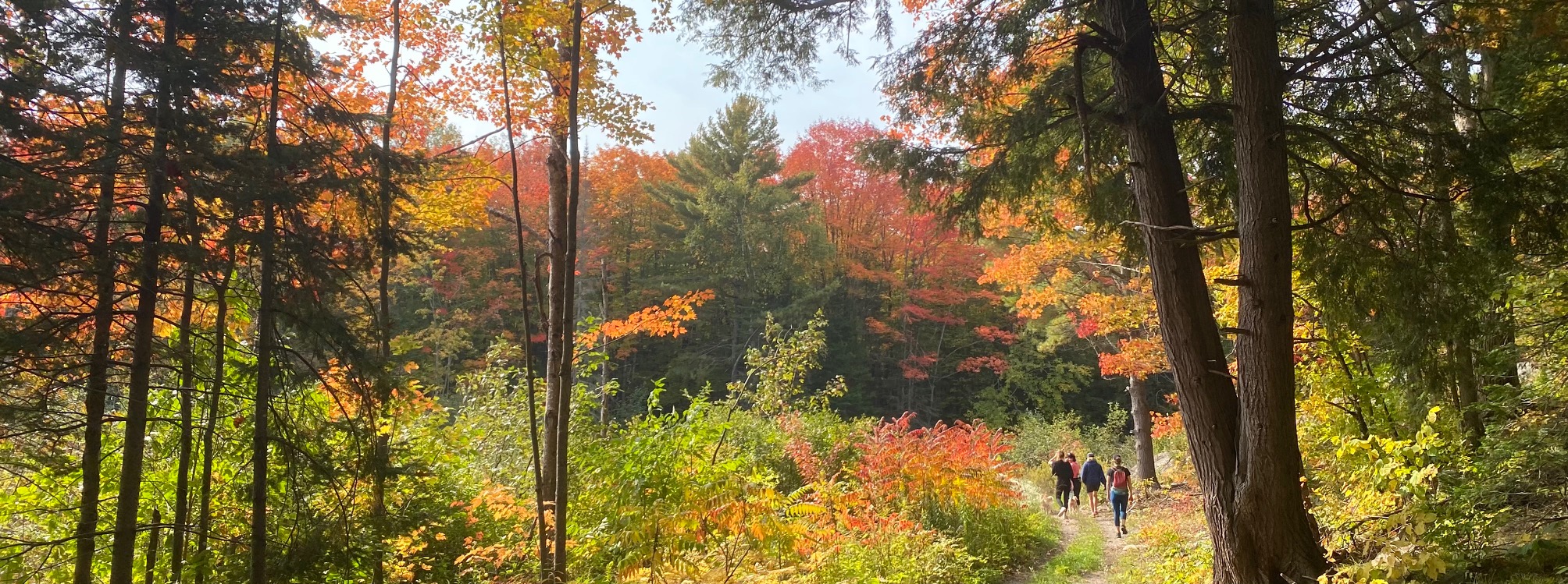 Fall Walkers Stacey Bridge