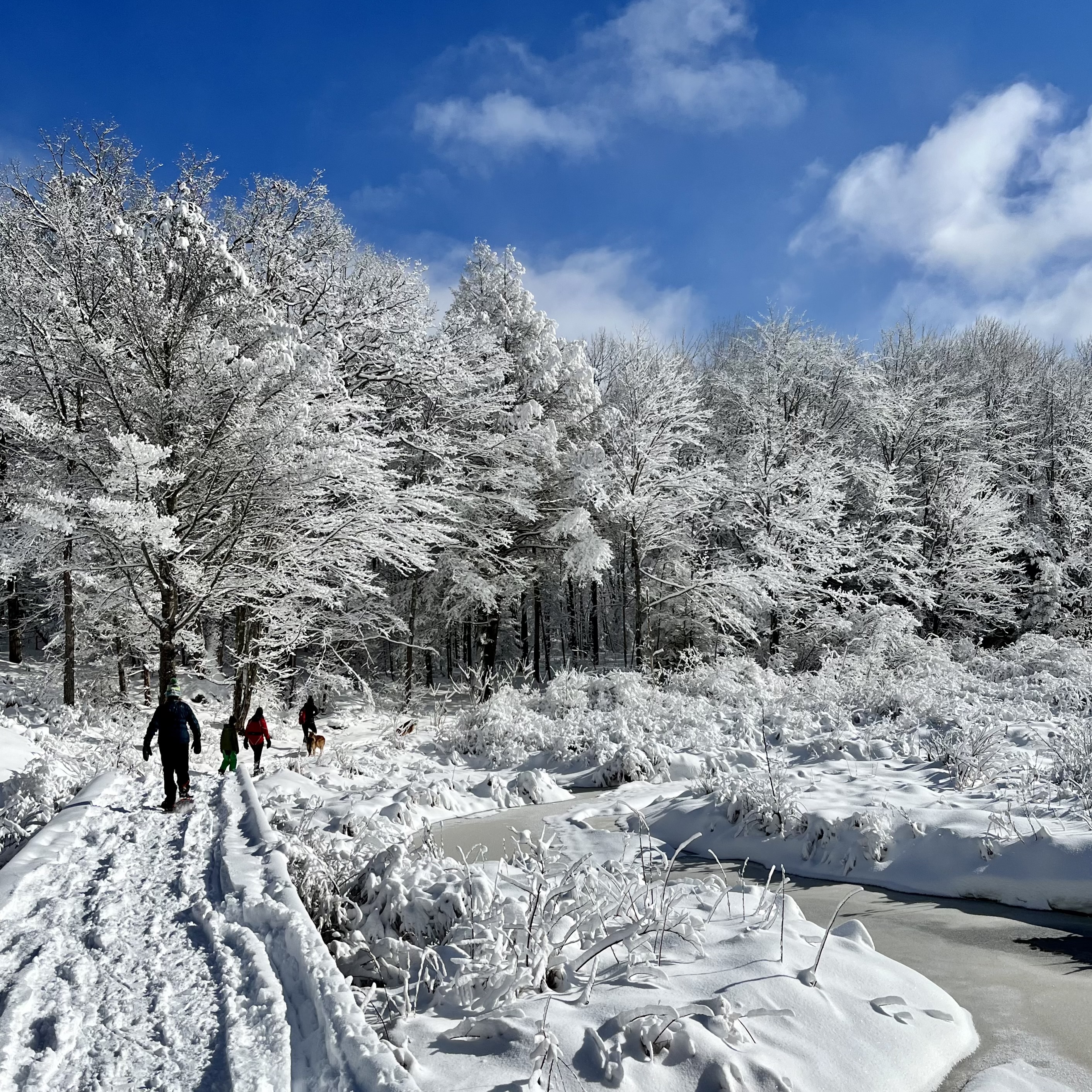 winter snowshoe